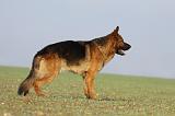 BERGER ALLEMAND 894